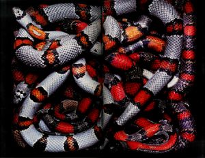 「Venenum / Guido Mocafico」画像3