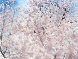 桜／鈴木理策／(SAKURA / Risaku Suzuki)のサムネール