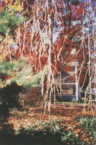 「Between Maple and Chestnut / Terri Weifenbach」画像1