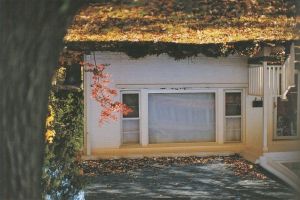 「Between Maple and Chestnut / Terri Weifenbach」画像2