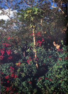 「ラヴ・ラビリンス　沖縄烈情 / 荒木経惟」画像1