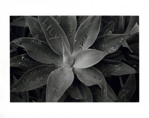 「Contemporary Suburbium【両者サイン入　サイン入プリント2枚入　限定25 】 / エド・テンプルトン　ディアナ・テンプルトン」画像5