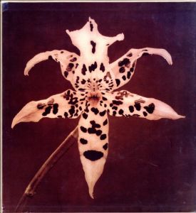 PISTILS／ロバート・メイプルソープ／(PISTILS / Robert Mapplethorpe)のサムネール