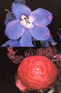 「花人生 / 荒木経惟」画像2
