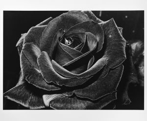Rose【サイン入】／森山大道／(Rose【SIGNED】 / Daido Moriyama)のサムネール