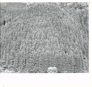 「Hysteric　松江泰治 / 松江泰治」画像6