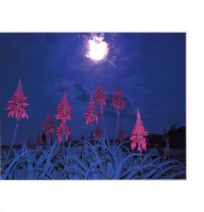 「花狩 / 写真：山村雅沼　執筆：奈良原一高、森永純　他」画像4