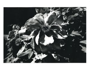 Flower from "Light and Shadow"【サイン入】／森山大道／(Flower from "Light and Shadow"【SIGNED】 / Daido Moriyama)のサムネール