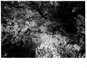 Cherry Blossoms【サイン入】／森山大道／(Cherry Blossoms【SIGNED】 / Daido Moriyama)のサムネール
