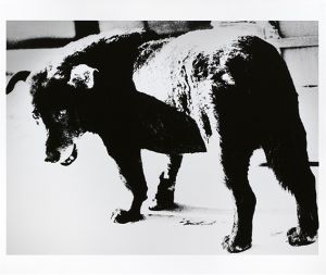 Dog Town from "Searching Journey 3" Misawa, Aomori【サイン入】のサムネール
