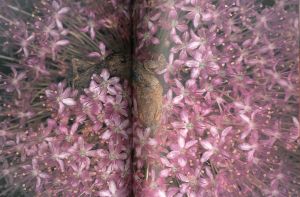 「荒木経惟　花人生 / 写真：荒木経惟　企画・監修：梶川芳友」画像4