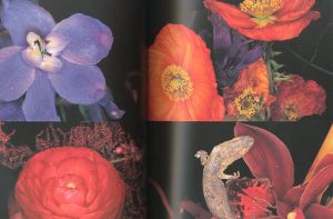 「荒木経惟　花人生 / 写真：荒木経惟　企画・監修：梶川芳友」画像3