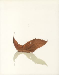 Peter Saville: Estate 1-127のサムネール