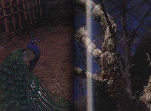 「原点復帰—横浜 / 著：中平卓馬」画像1