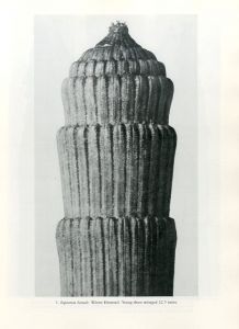 「ART FORMS IN THE PLANT WORLD / Photo: Karl Blossfeldt」画像2