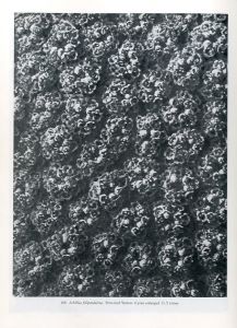 「ART FORMS IN THE PLANT WORLD / Photo: Karl Blossfeldt」画像3