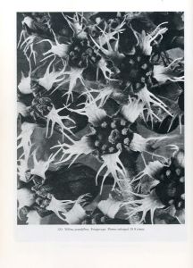 「ART FORMS IN THE PLANT WORLD / Photo: Karl Blossfeldt」画像5