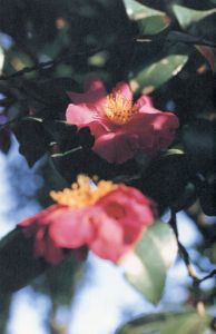 「PHOTOGRAPHS / 上田義彦」画像5