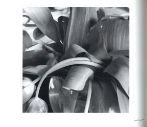 「LEE FRIEDLANDER 1960s-2000s / リー・フリードランダー」画像6
