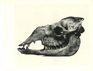 「Cranium Architecture / Irving Penn」画像6