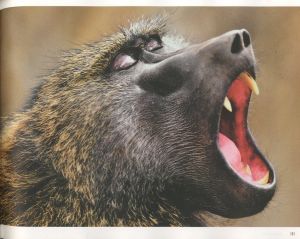 「Le Grand Orchestre Des Animaux / The Great Animal Orchestra / Author: Bernie Krause」画像3