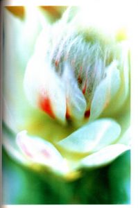 「Acid Bloom / Mika Ninagawa」画像3