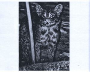 「Stray Cats / 森山大道」画像7