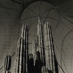 「NATURATA / Graciela Iturbide」画像1