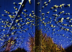 「TOKYO PARROTS / 水谷吉法」画像3