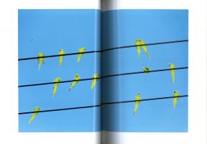 「TOKYO PARROTS / 水谷吉法」画像5