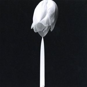 「Robert Mapplethorpe / Robert Mapplethorpe」画像8