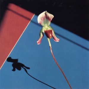「Robert Mapplethorpe / Robert Mapplethorpe」画像10