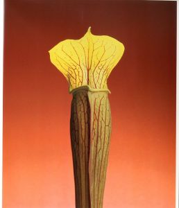 「Flowers / Author: Robert Mapplethorpe　Foreword: Patti Smith　Design: Dimitri Levas」画像1