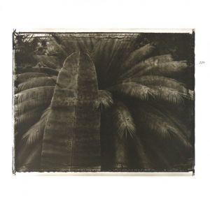 「Coincidences / Sarah Moon」画像8