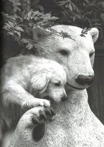 「The Golden Retriever Photographic Society / Bruce Weber」画像3