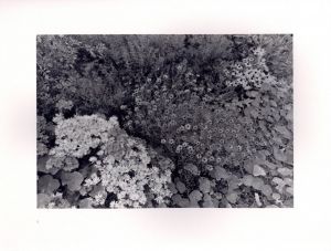「FLOWERS and TREES / Lee Friedlander　」画像5
