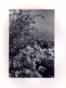 「FLOWERS and TREES / Lee Friedlander　」画像6
