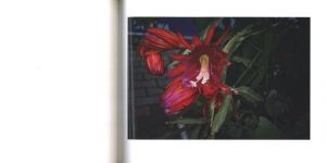「此岸の日々 / 野村恵子」画像5