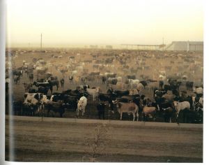 「AMERICAN PROSPECTS / Joel Sternfeld 」画像2