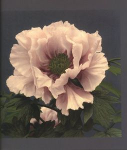 「La Photographie japonaise sous l'ère Meiji / Patrick Bonneville」画像4
